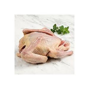Pigeon Halal