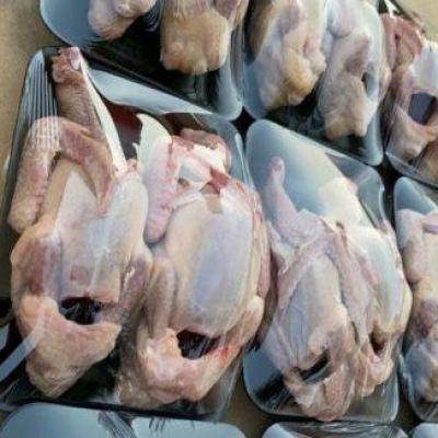 Egyptian Pigeons 2pcs