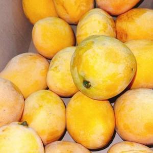 Egyptian Mango Sukary Momtaz - apx 2kg  مانجه مصري سكري ممتاز